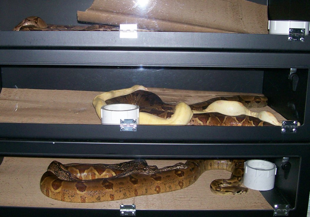 Clyde-Bon, Cas-Straw, Car-Sam 11-5-07 breeding pics
