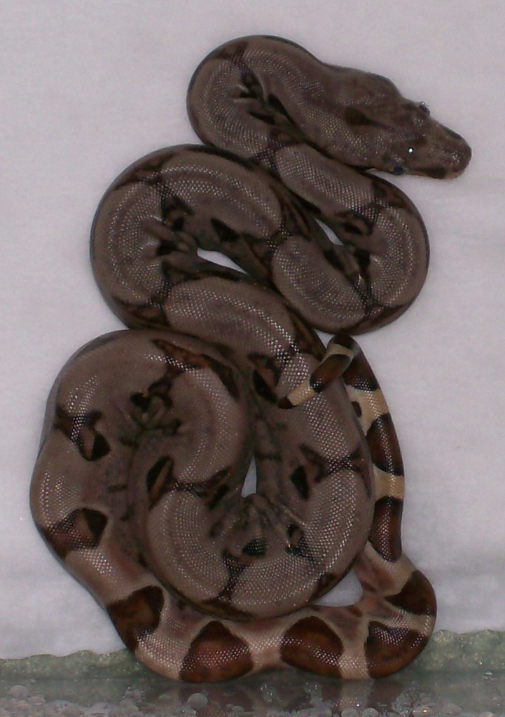 DH Sunglow baby 5-08
