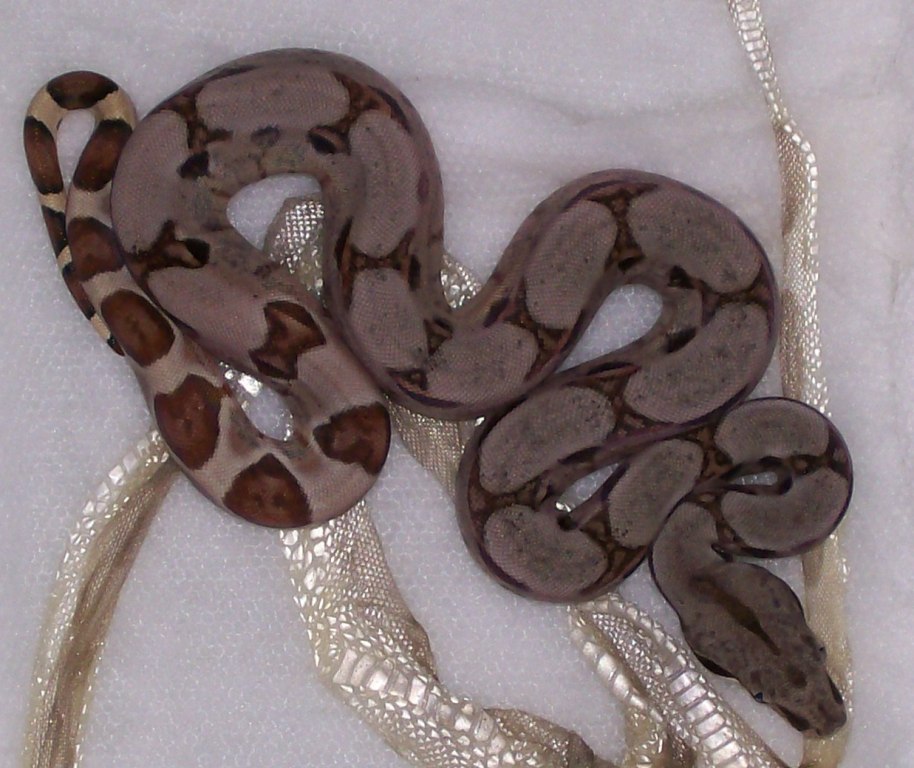 DH Sunglow baby 5-08 post first shed