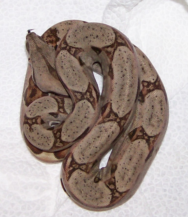 DH Sunglow baby #2 5-08