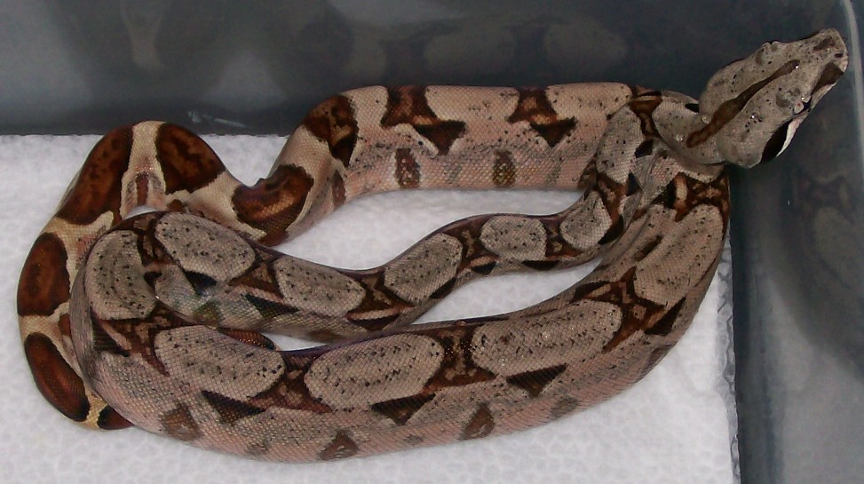 DH Sunglow baby #3 5-08