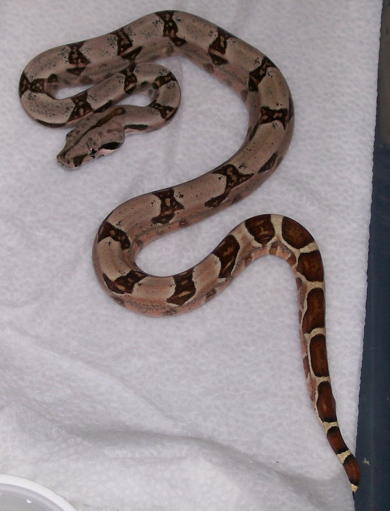 DH Sunglow baby #4 5-08