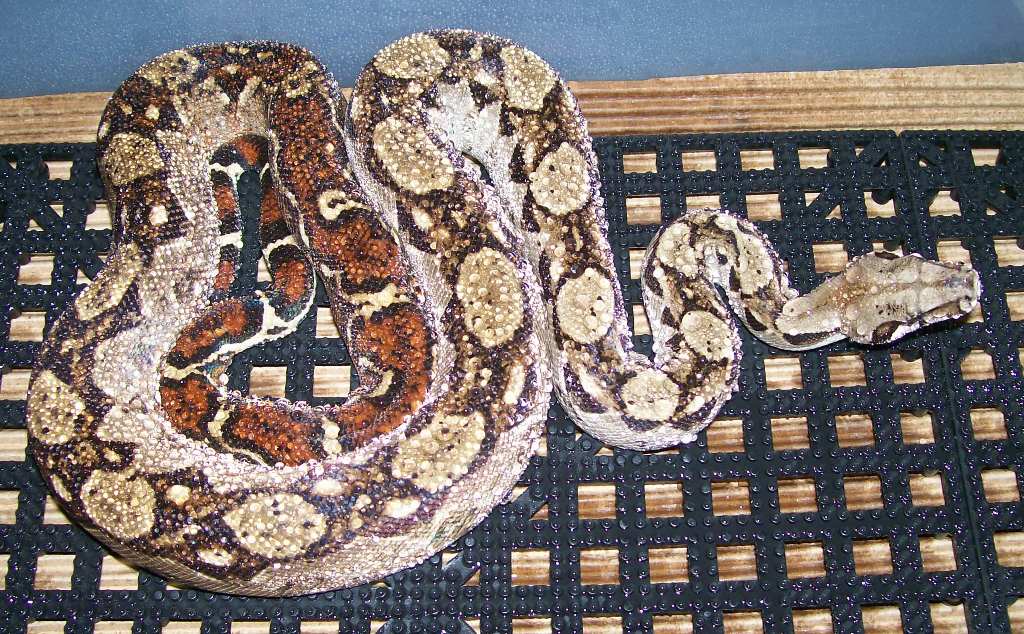 Fancy 4-08 in cage after spraying