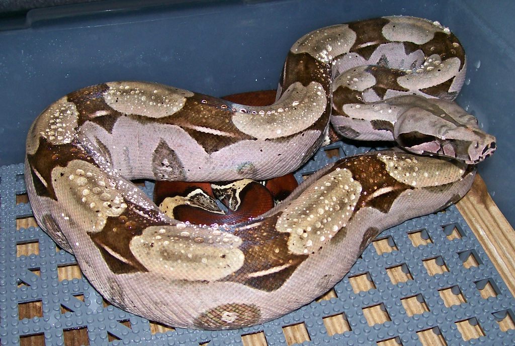 Grumpy 4-08 n cage after spraying