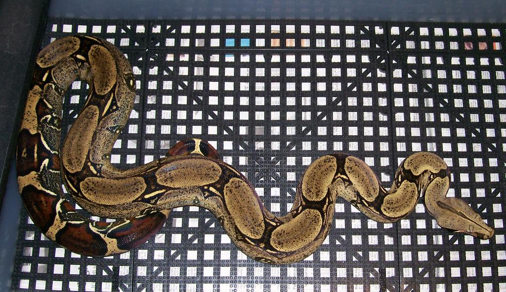 Hagrid 4-08 in cage whole body