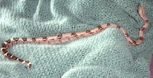 '05 100% Het Albino