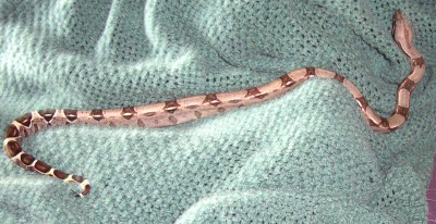 '05 100% Het Albino