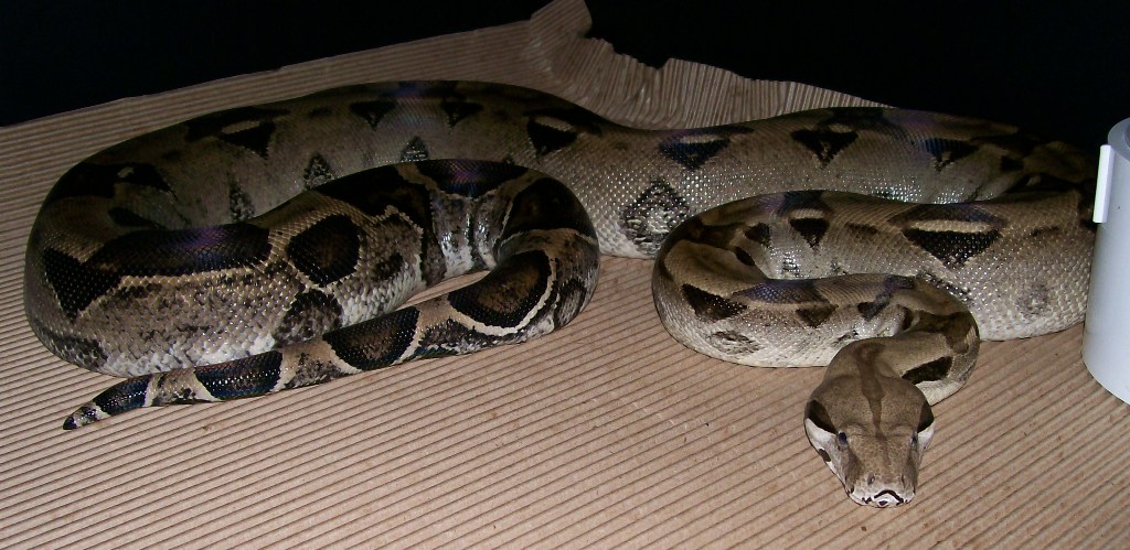 Hermione 9-07 in cage