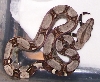 Het. Albino baby #1 6-08