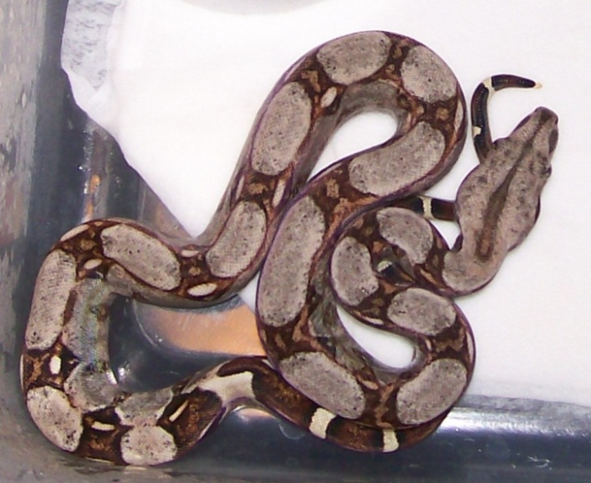 Het. Albino baby #1 6-08