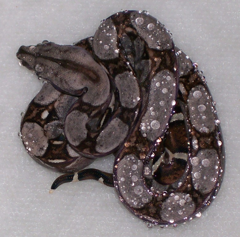 Het Albino Baby 1 5-08 post first shed