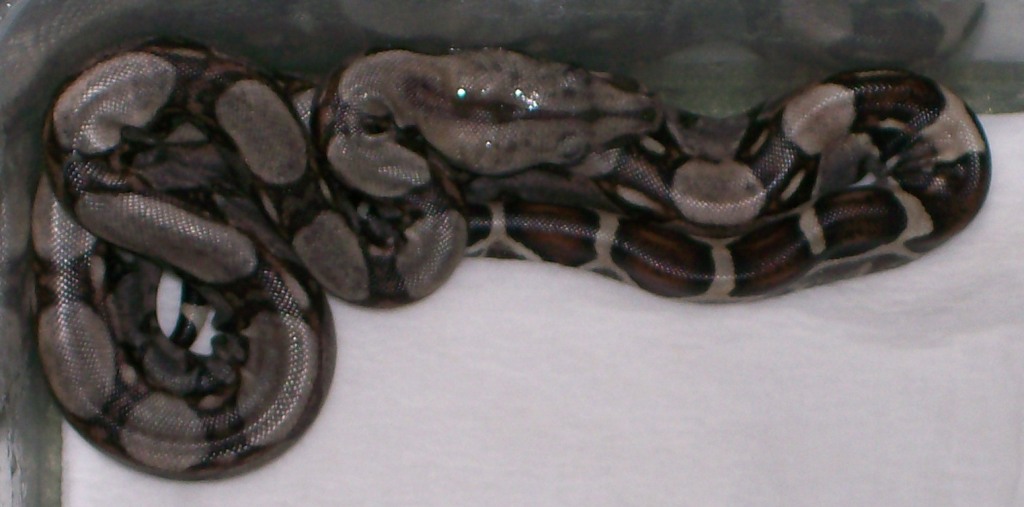 Het. Albino baby 5-08 1