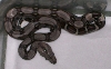 Het. Albino baby 5-08 2