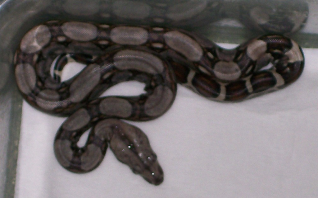 Het. Albino baby 5-08 2