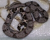 Het. Albino baby #2 5-08