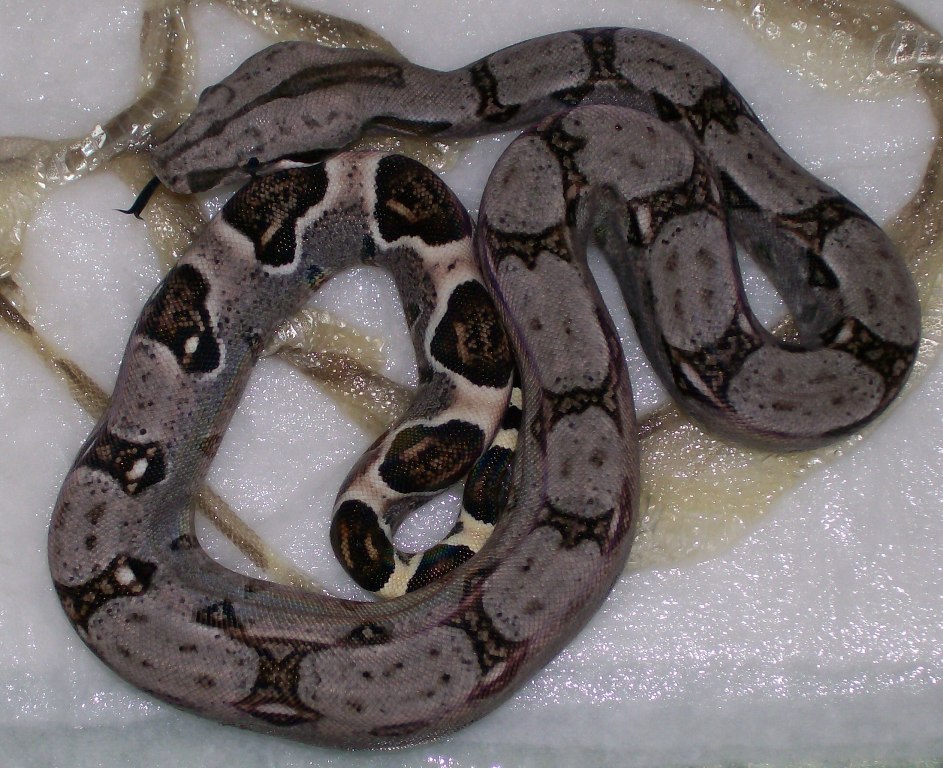 Het. Albino baby #2 5-08