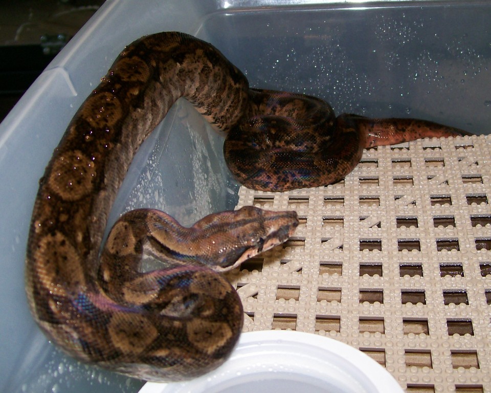 Junior 4-08 on water bowl side shot