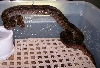 Junior 4-08 on water bowl whole body