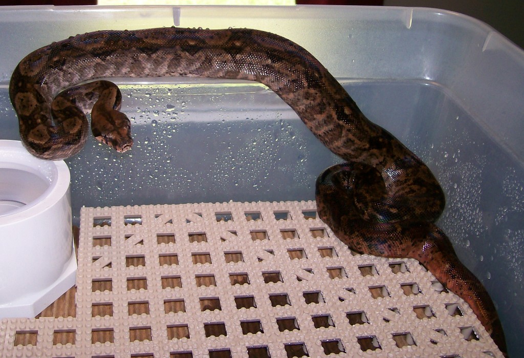 Junior 4-08 on water bowl whole body