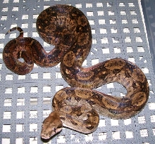 Junior 7-08 with tail