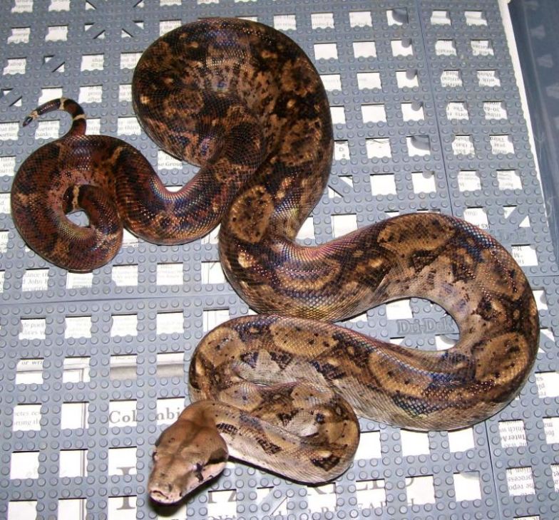 Junior 7-08 with tail