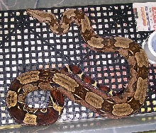 Lucy 5-08 in cage
