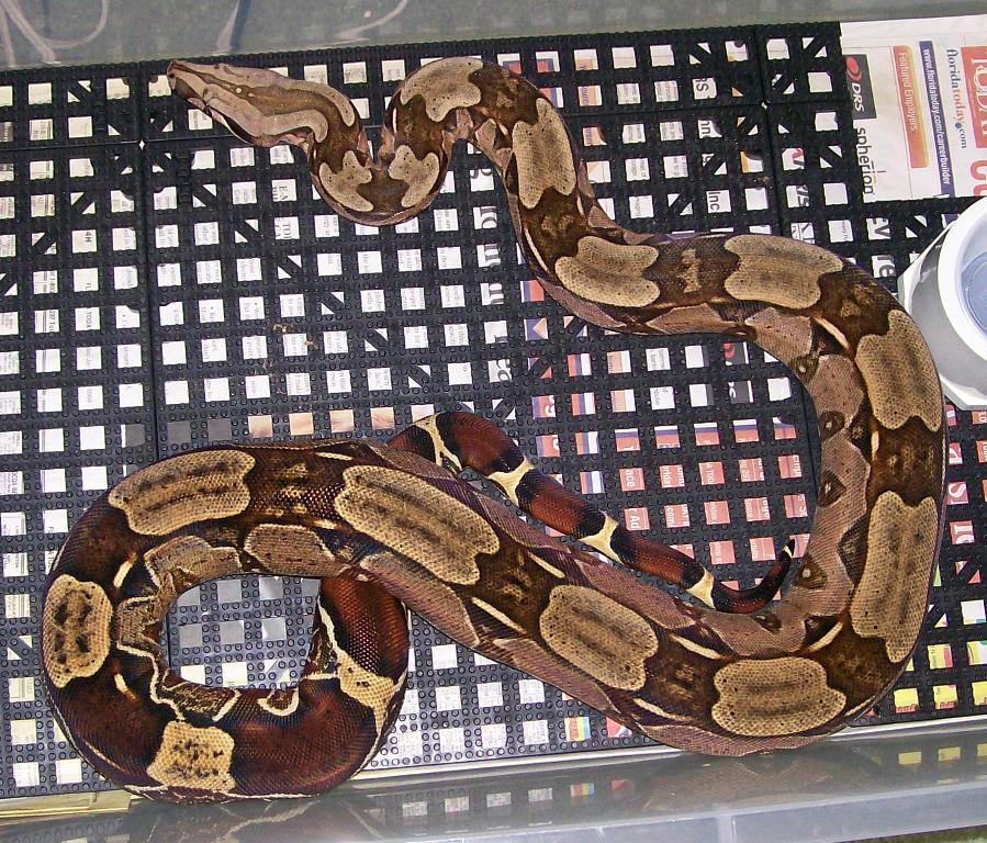 Lucy 5-08 in cage