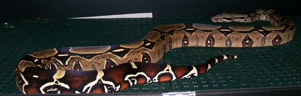 Margarita 4-08 in cage