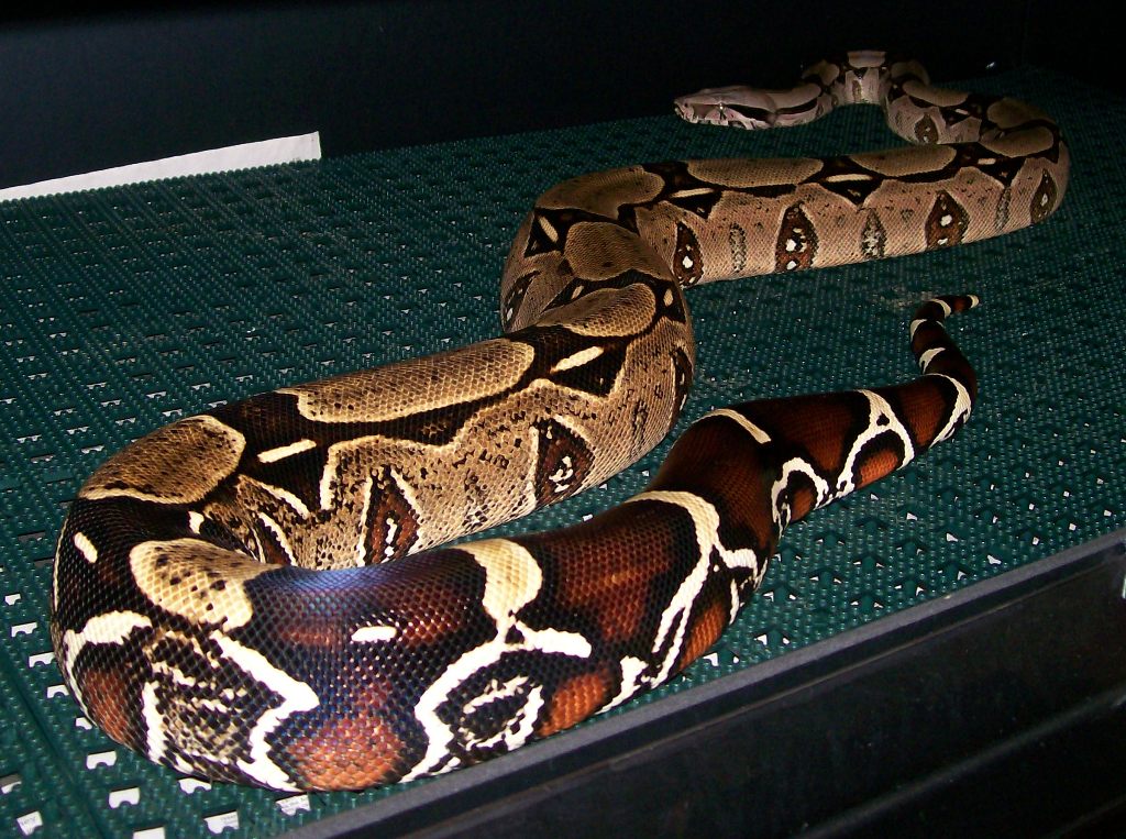 Margarita 4-08 in cage tail in front
