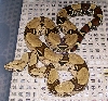 Marmalade 5-08