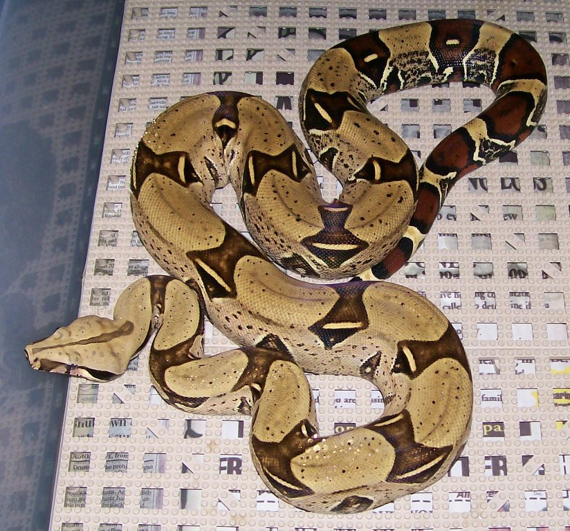 Marmalade 5-08