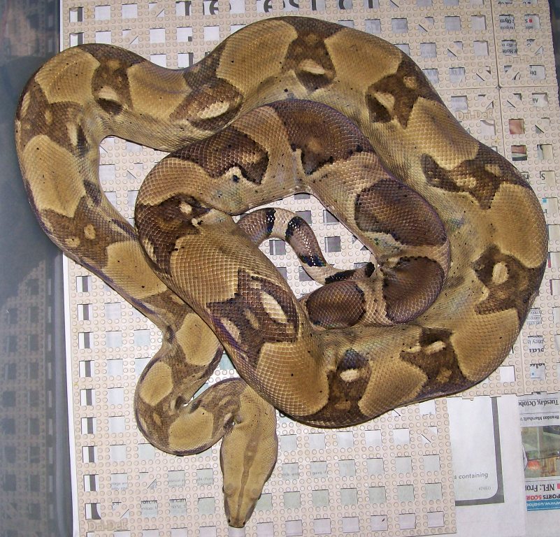Marshmallow 7-08