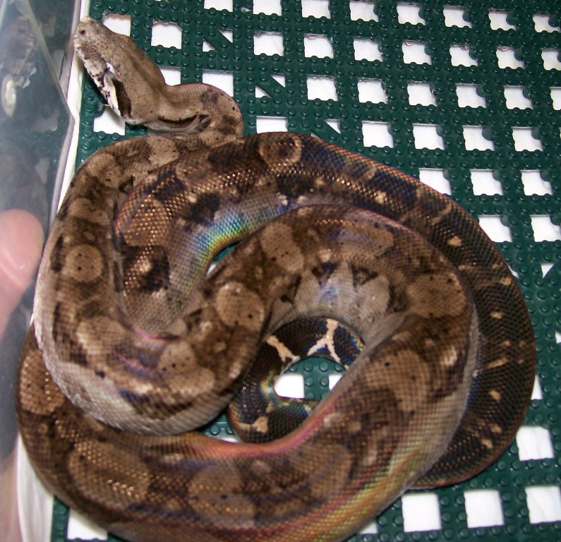 Meadow 4-08 in cage