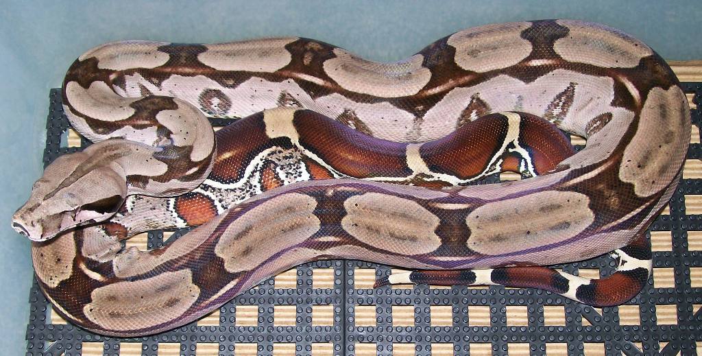 Merlot 4-08 in cage