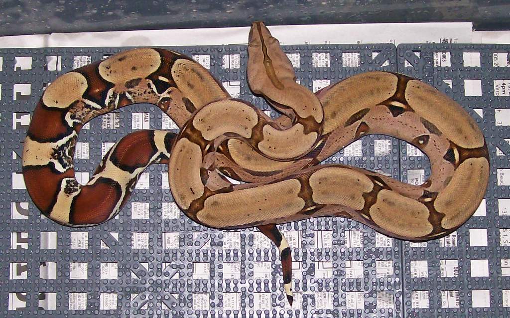 Nemo 5-08 in cage
