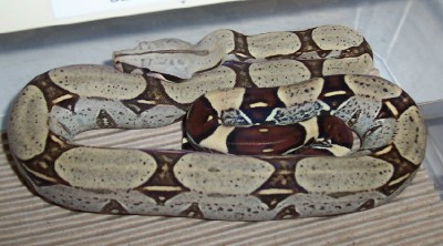 Penelope 1