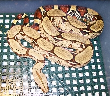 Peruvian red male 10-07 in cage
