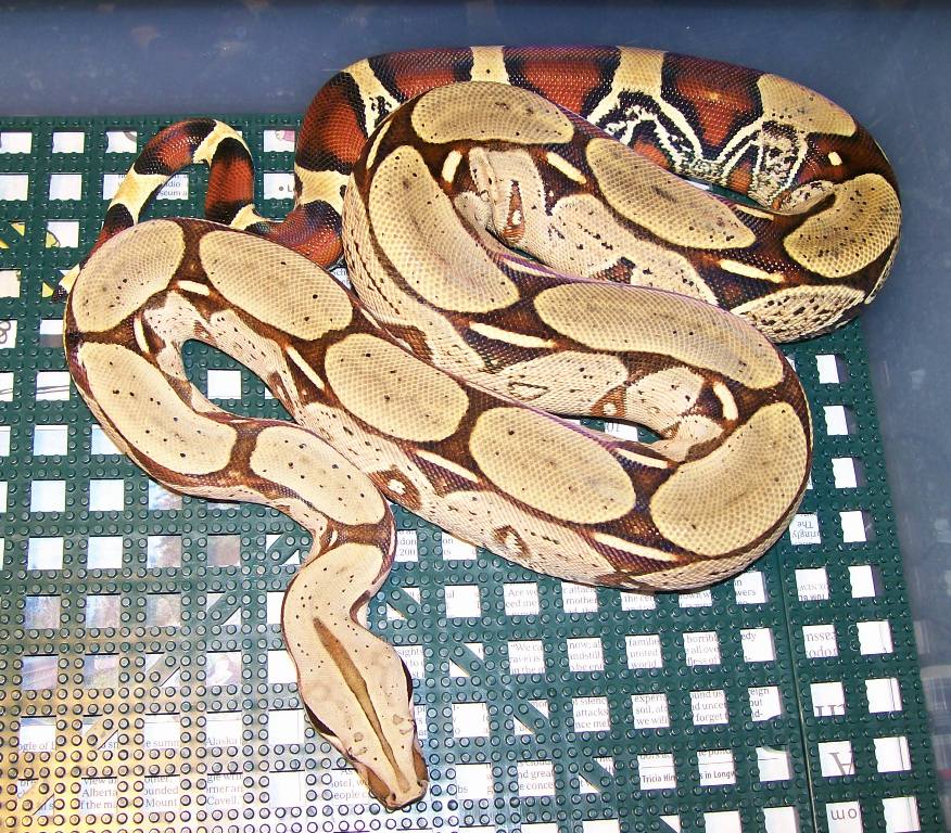 Peruvian red male 10-07 in cage