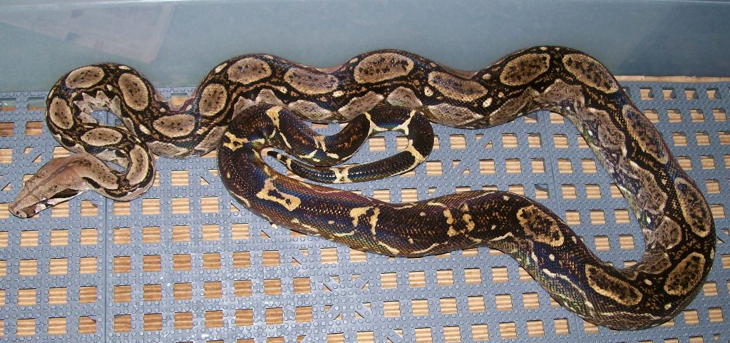 Shasta 4-08 in cage
