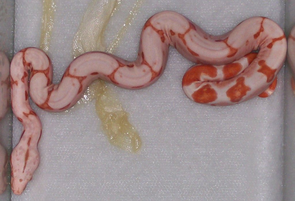 Sunglow baby #1 5-08 post first shed