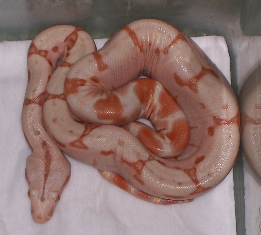 Sunglow baby #2 5-08