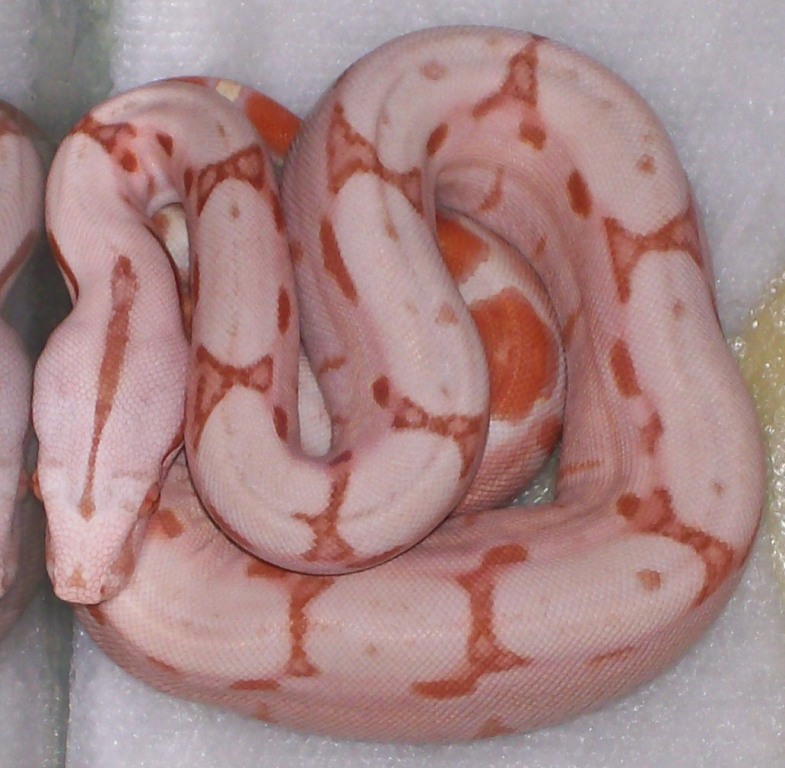 Sunglow baby #2 5-08 post first shed