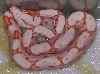 Sunglow baby #3 5-08 post first shed