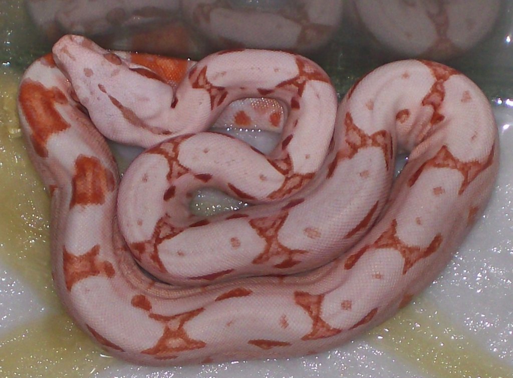 Sunglow baby #3 5-08 post first shed