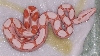 Sunglow baby #4 5-08 post first shed