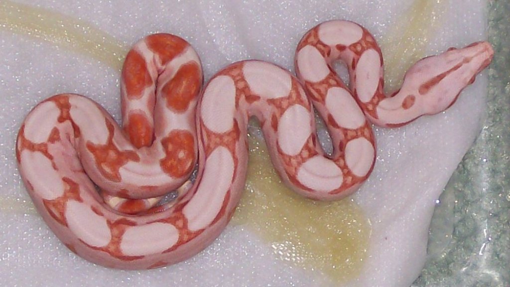 Sunglow baby #4 5-08 post first shed