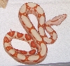 Sunglow baby #5 6-08