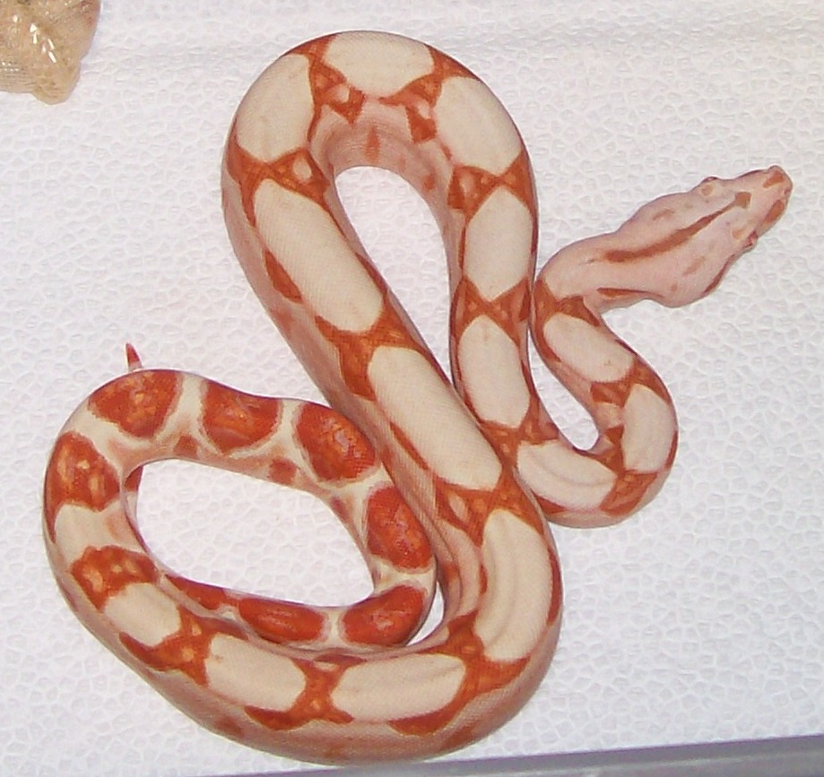 Sunglow baby #5 6-08