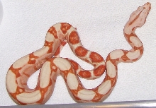 Sunglow baby #5 6-08 2