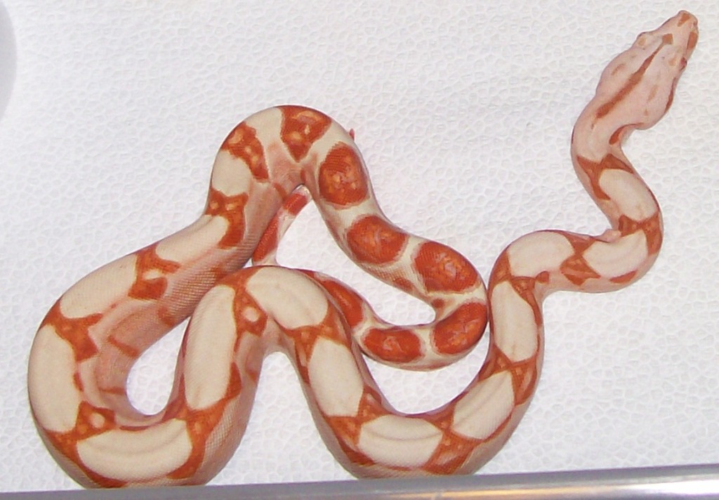 Sunglow baby #5 6-08 2